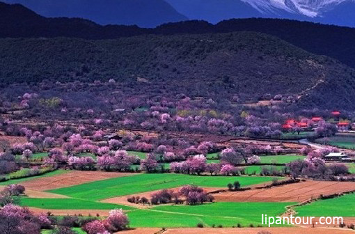 <b>又是三月桃花季，唯有西藏全景游雙臥12日可升級臥飛，雙飛</b>