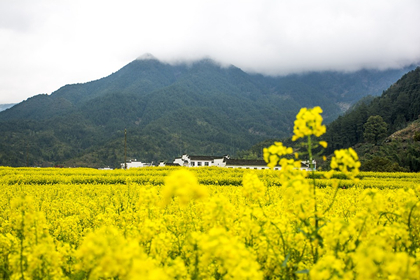 婺源江嶺、篁嶺純玩雙高